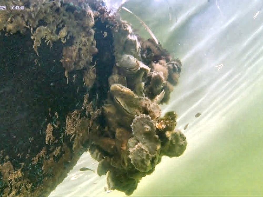 Hull and running gear before cleaning, covered in barnacle and marine growth