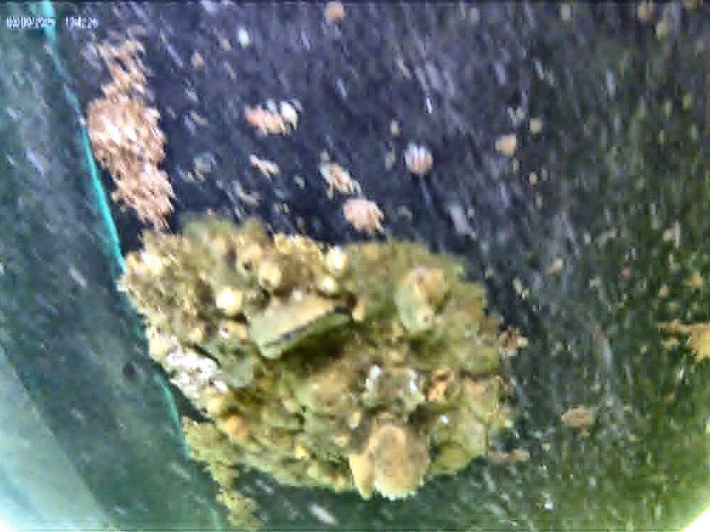 Hull and thru-hull before cleaning, covered in barnacle and marine growth