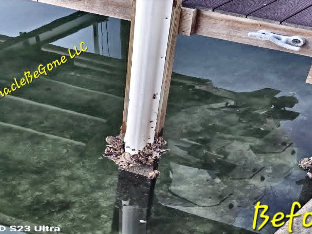 Dock piling before cleaning, covered in barnacle and marine growth