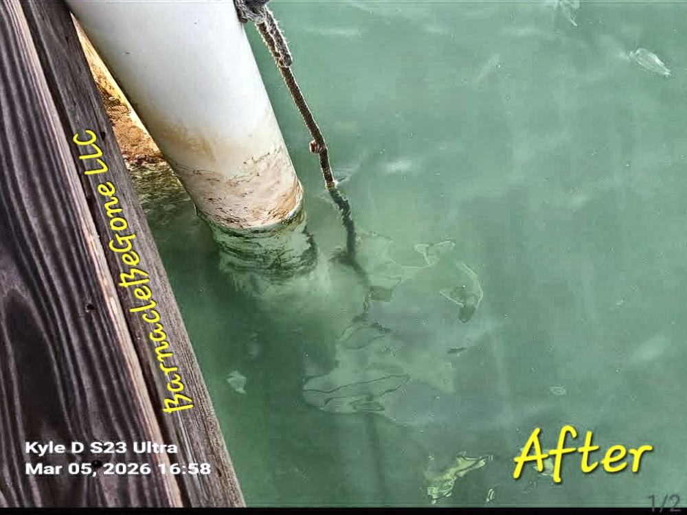 Piling cleaning after cleaning by BarnacleBeGone LLC