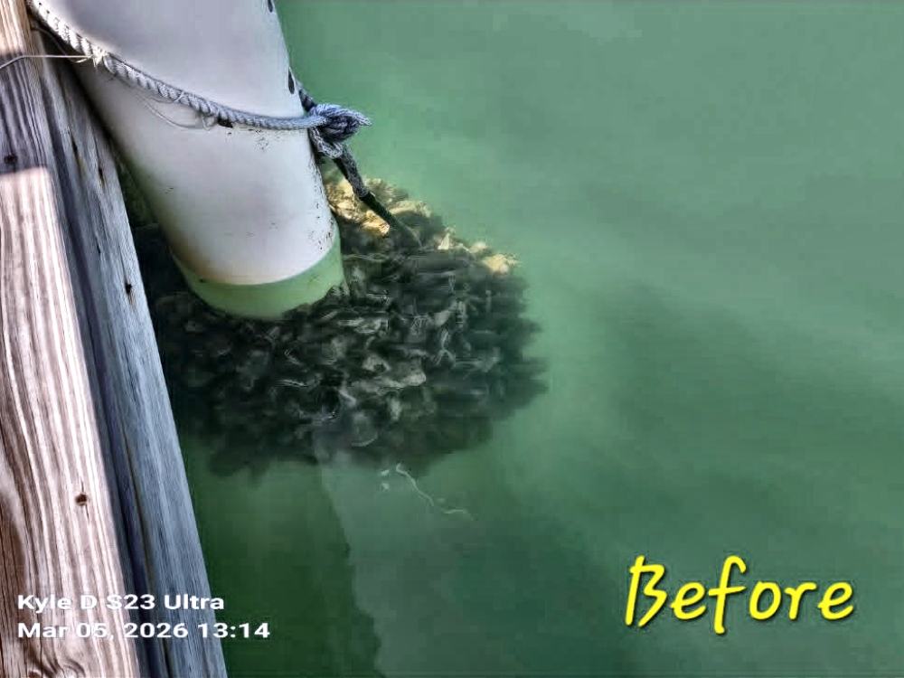 Piling cleaning before cleaning, covered in barnacle and marine growth