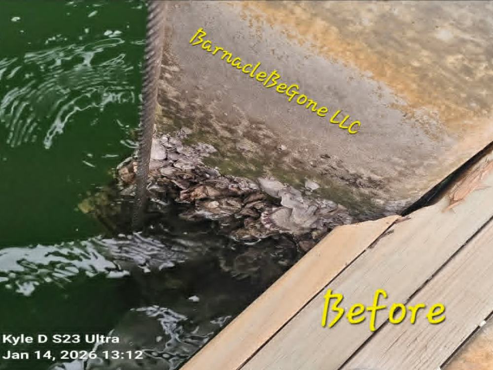 Piling and bracing before cleaning, covered in barnacle and marine growth