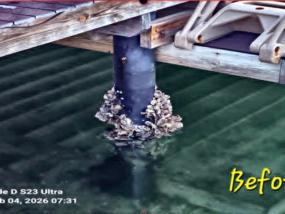 Piling at the waterline before cleaning, covered in barnacle and marine growth