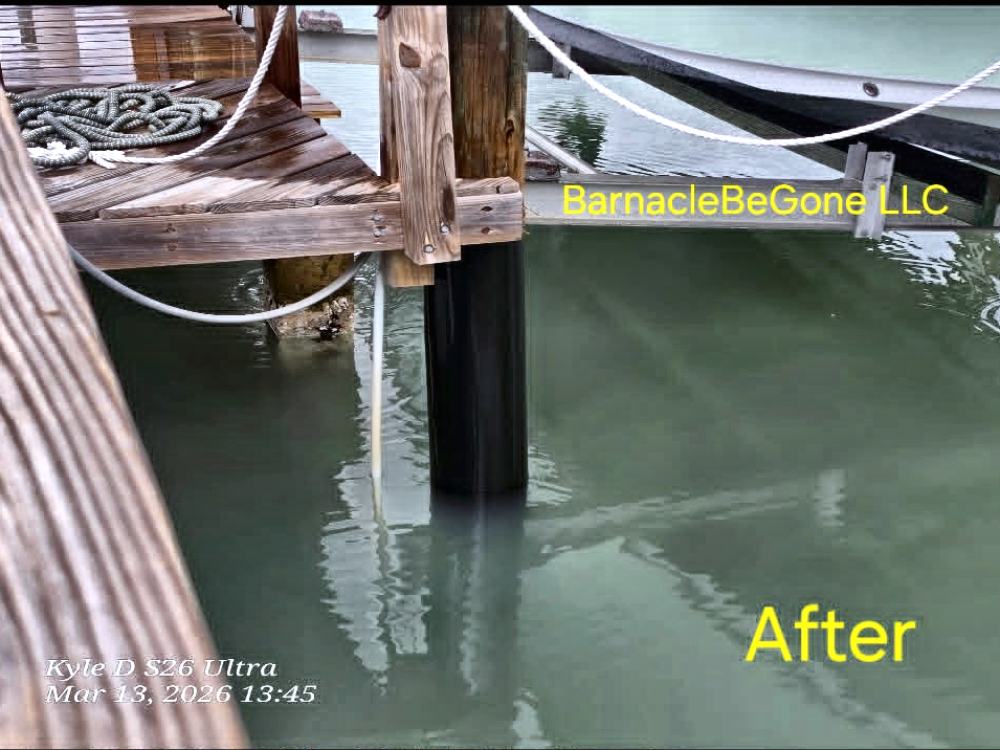 Wrapped pilings after cleaning by BarnacleBeGone LLC